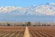 Mendoza: vinícolas que valem estar no seu roteiro em Luján de Cuyo