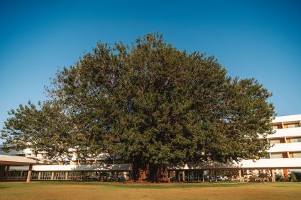Árvore Gameleira em frente ao Brasília Palace Hotel