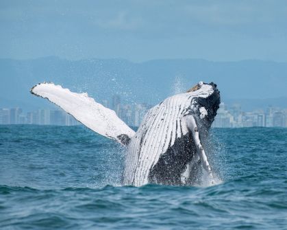 Baleia jubarte faz acrobacias no litoral brasileiro
